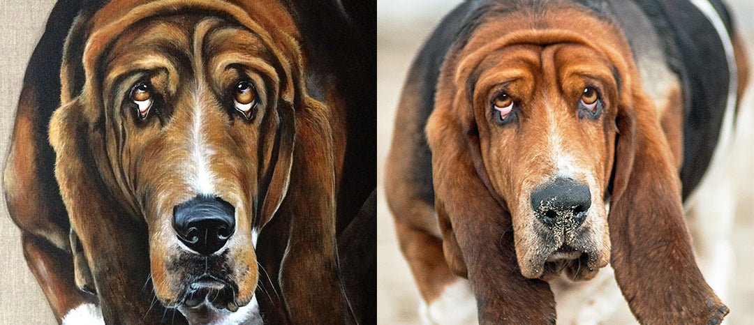 commande de portrait basset hound odile laresche artiste animalier